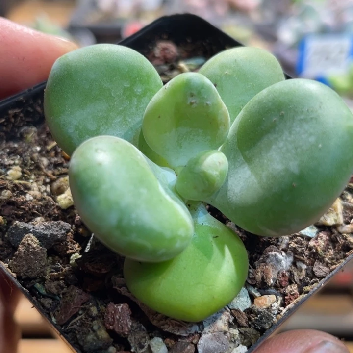 芒果奶锦333号的啊啊啊多肉啊啊