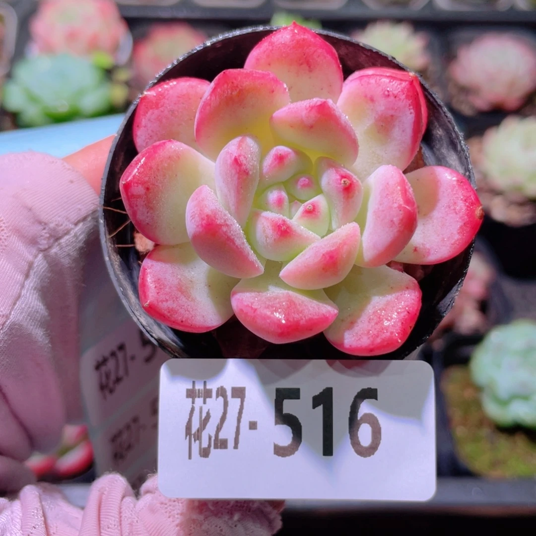花利美27-516新品