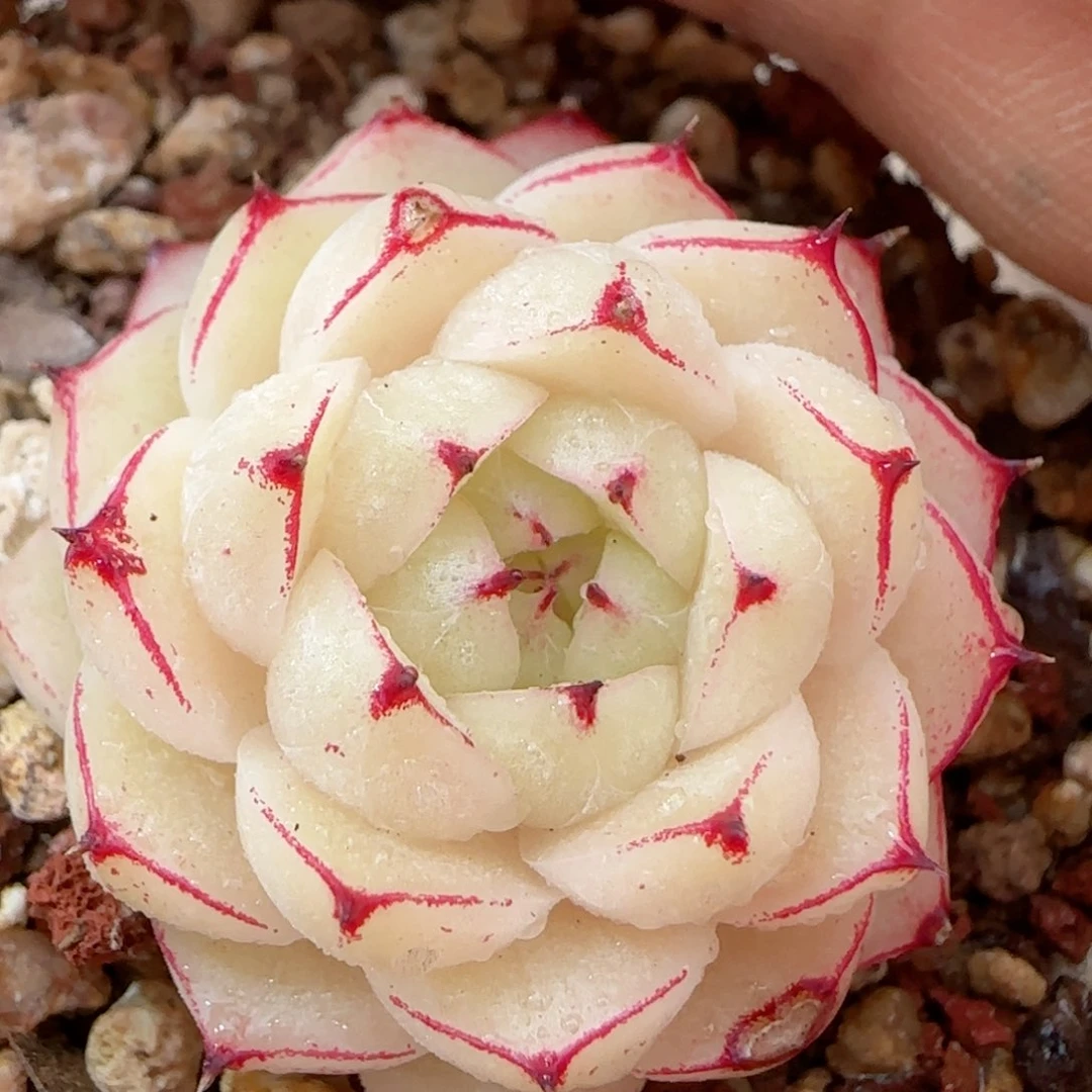 【闪购商品】0119-40边线包子