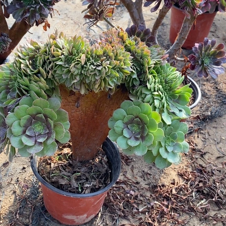 万缀有定制12多肉植物法师法师