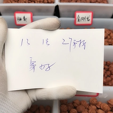 桃核吊坠月*龙纹桃核的搭配