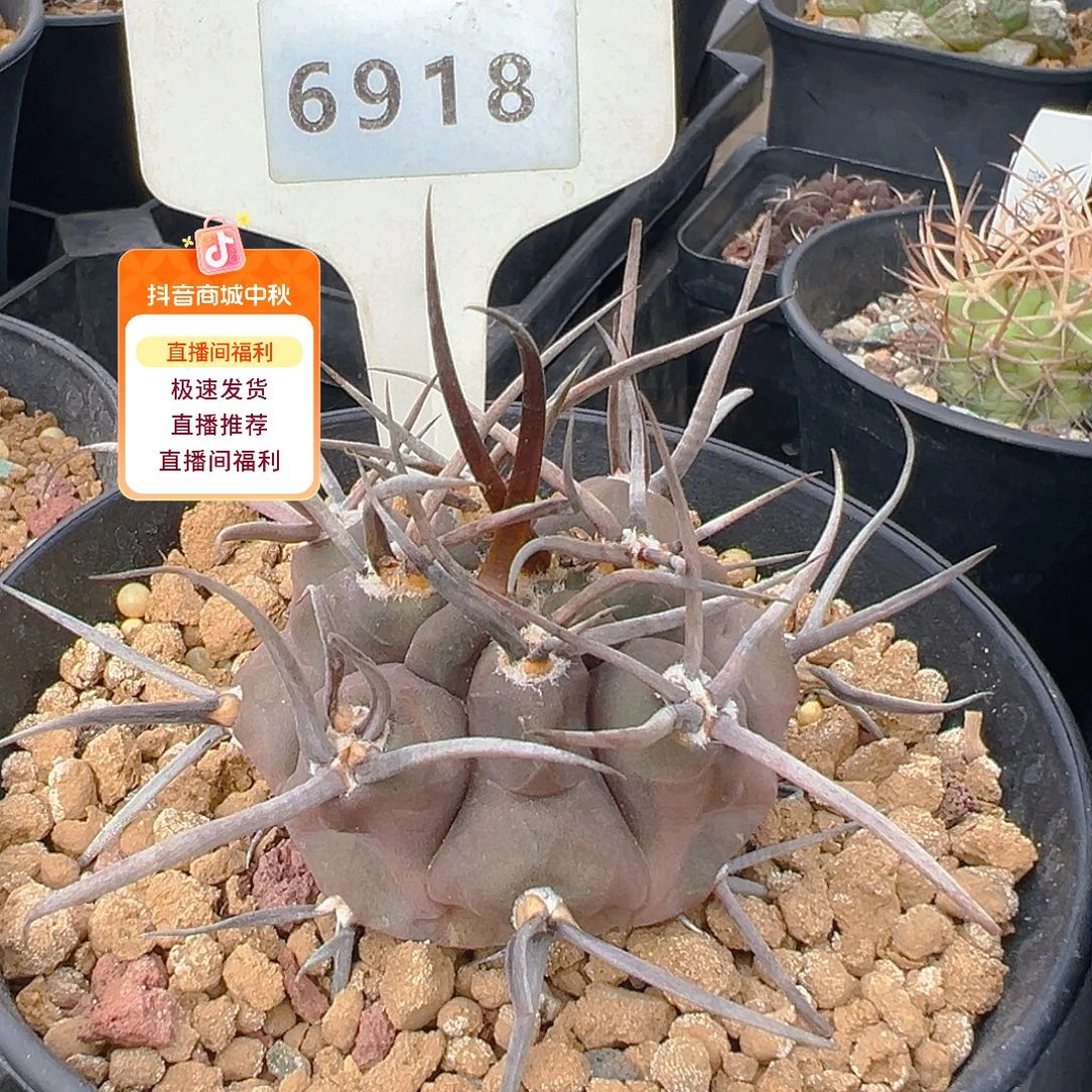 6918守金魔天龙有微断刺