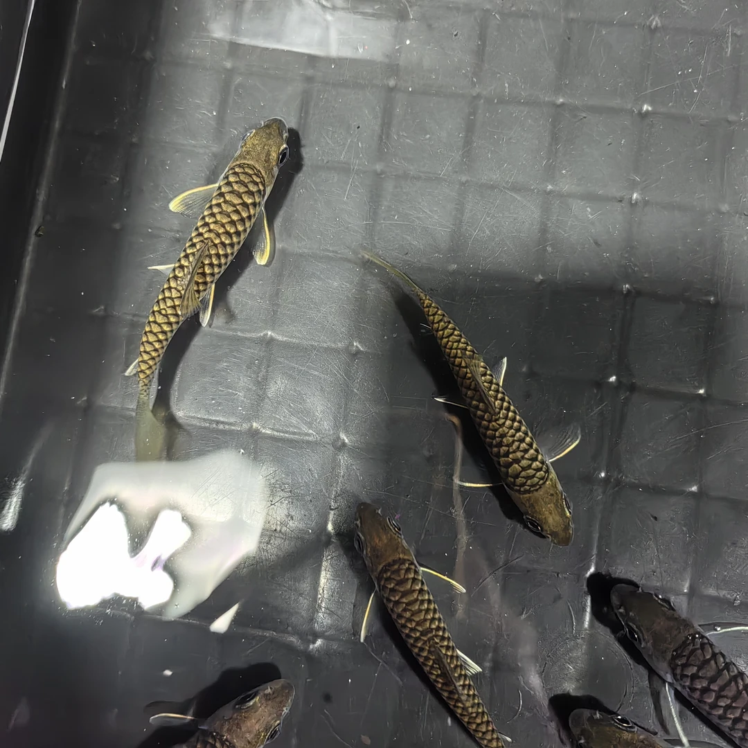 蓝吉罗哥拉巴拉红吉罗淡水原生观赏鱼买一送一