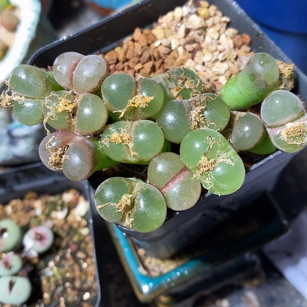 小粉磁铁五颗。