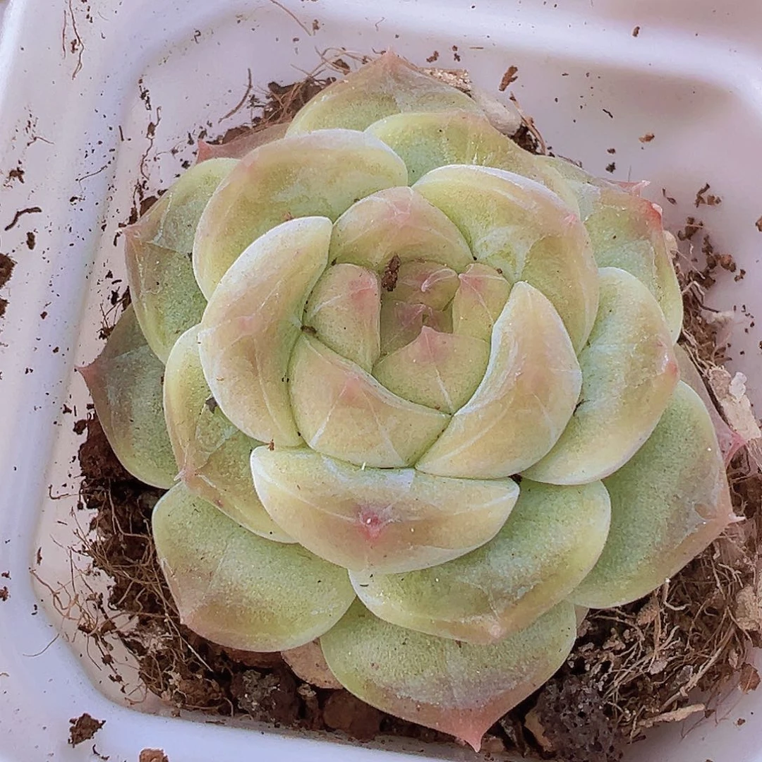 冰雪绒19包邮多肉植物