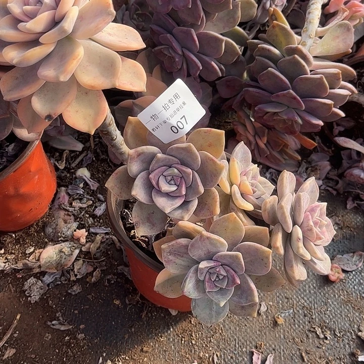 拉丝紫乐锦群，一物一拍