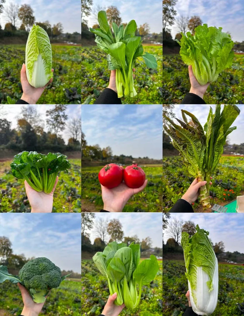 土特产 -林--[临时瓜]