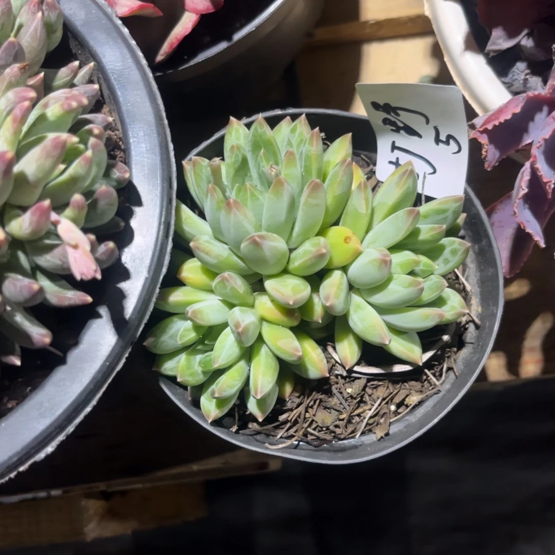 ✐****陨石多肉植物