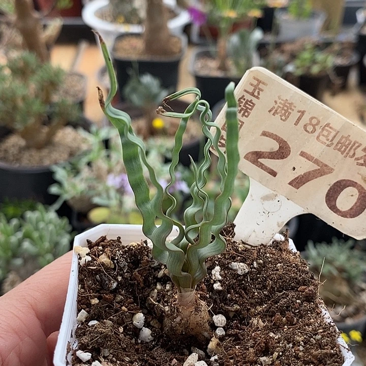 270大海带一一一一一一一一一