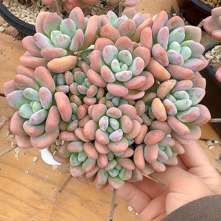 红洛神多肉植物提取