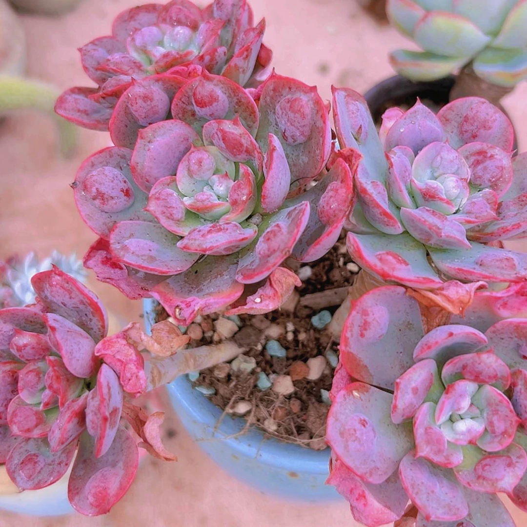 【闪购商品】老桩雨滴