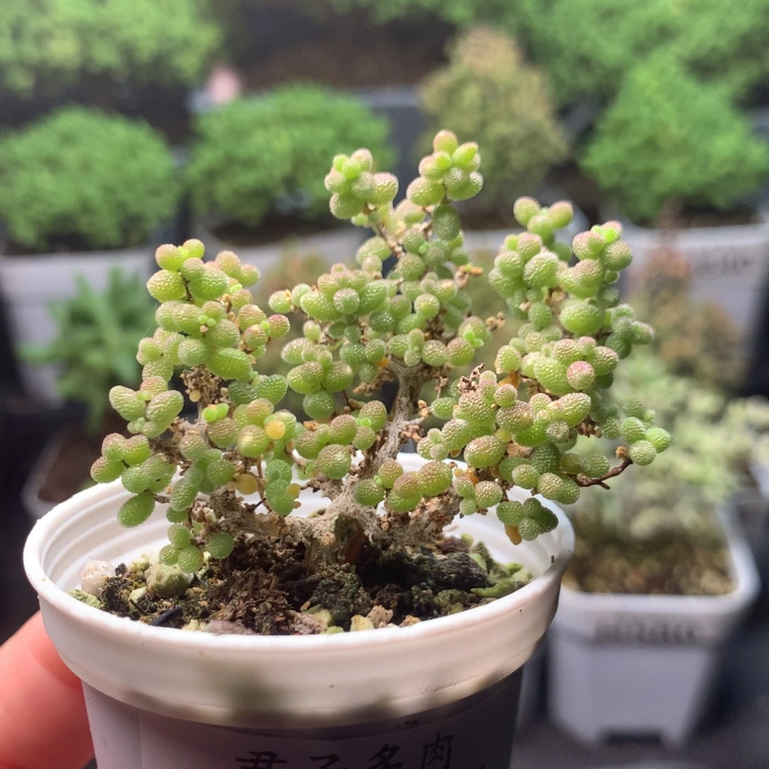 595小小米。