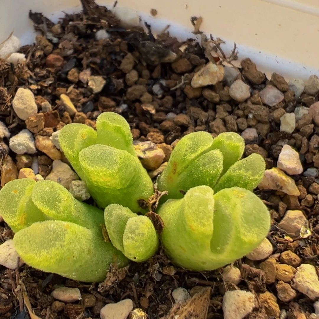 2009多肉植物百科冰风铃