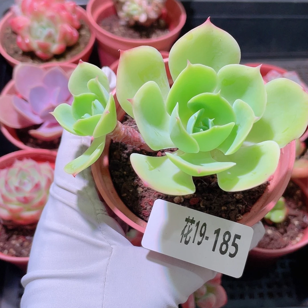 花利美19-185柠檬玫瑰