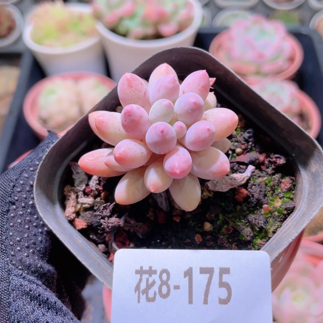 花利美8-175婴儿手指