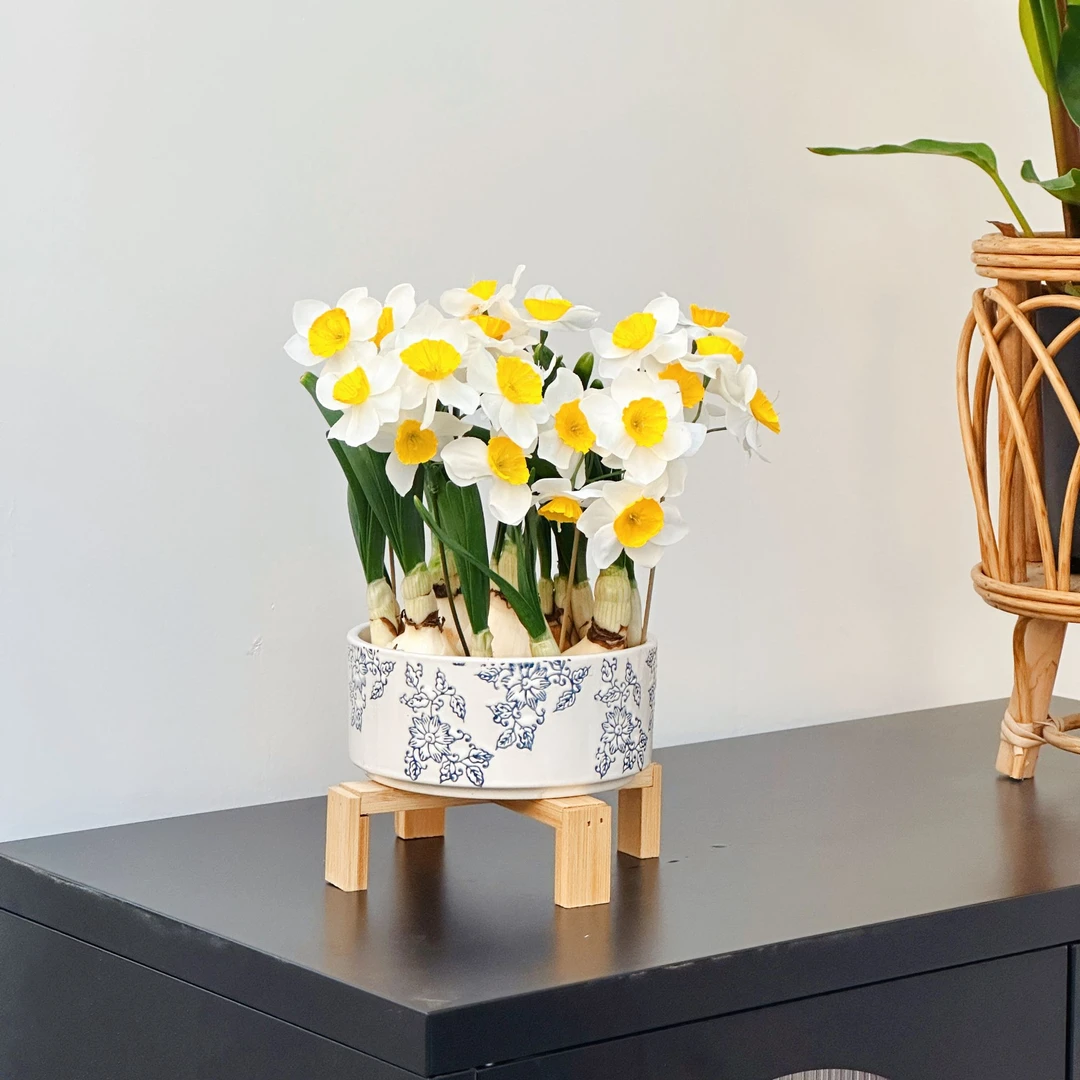 【青花瓷带竹架】青花瓷纹满盆水仙花盆栽水养冬季花卉客厅水培室内