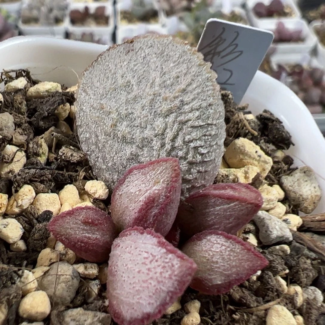 彩虹翼多肉植物水泡