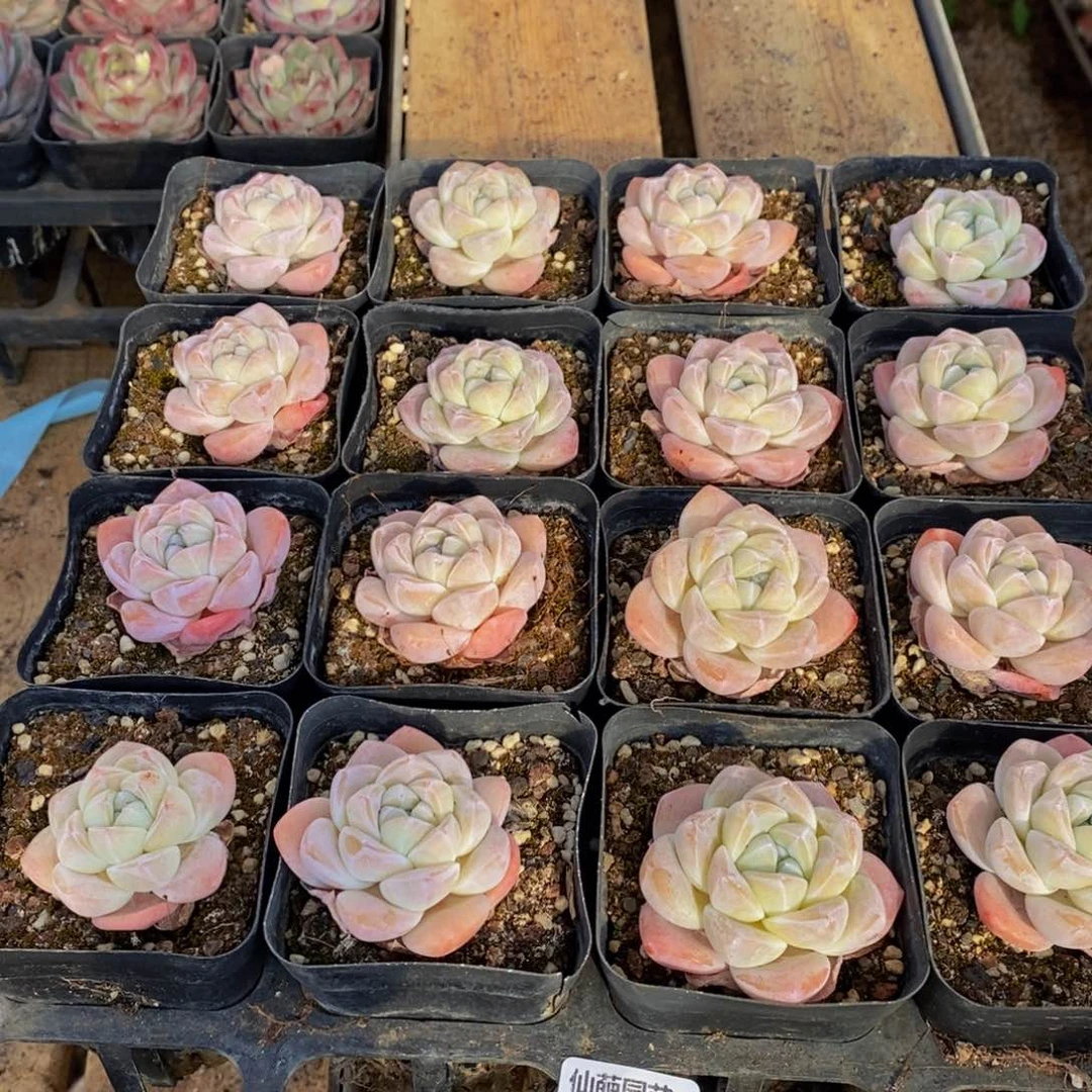 606多肉植物保护