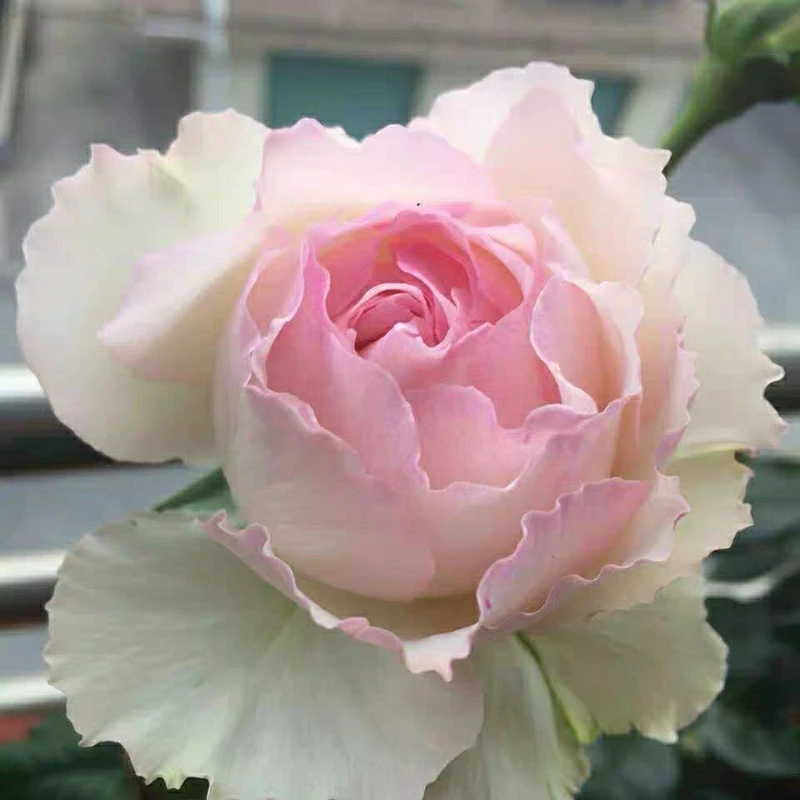 佩尔朱克月季花苗盆栽特大花浓浓果香味四季常开花卉阳台花园植物