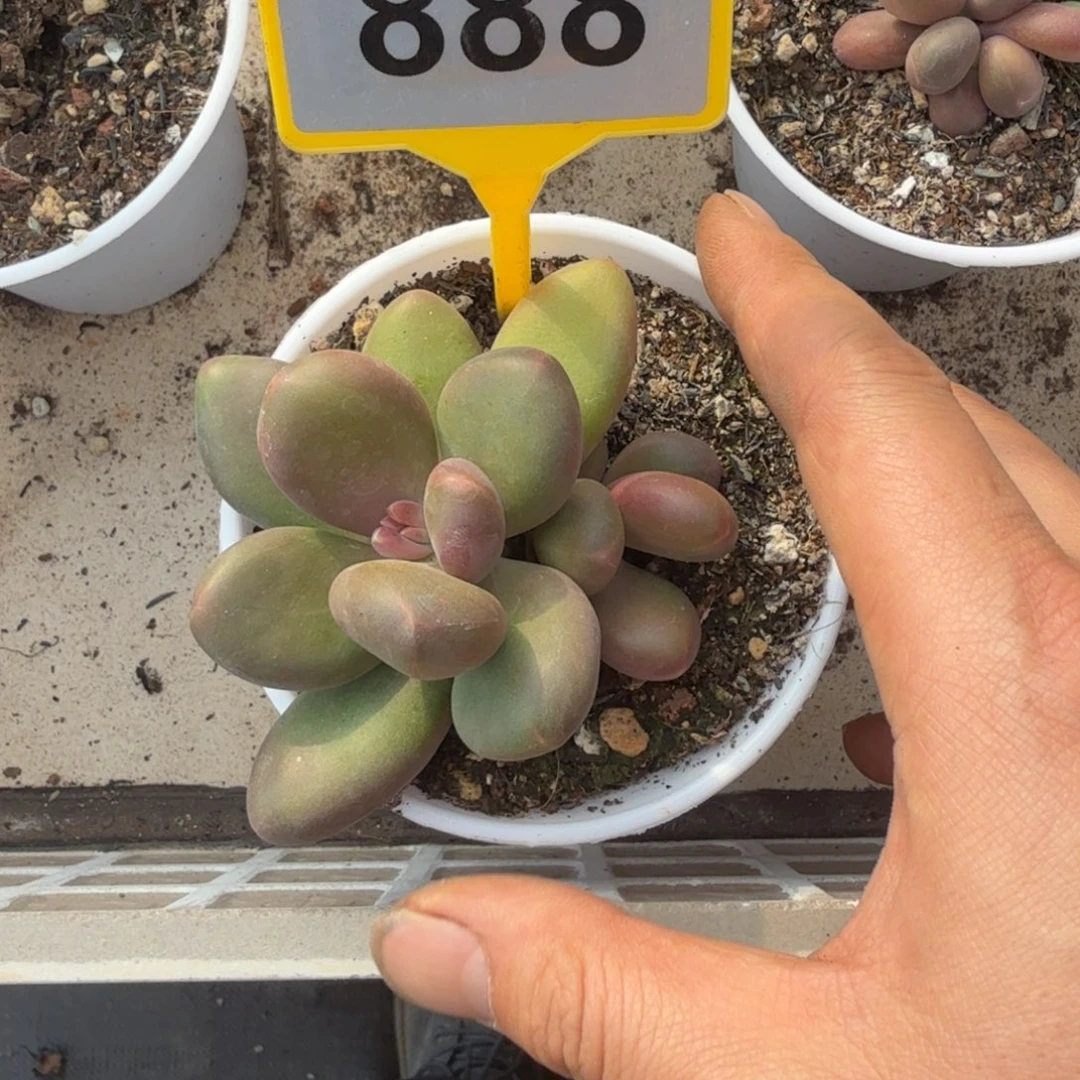 多肉植物芒果奶888