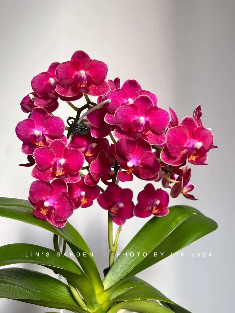 3.0寸（甜心公主）蝴蝶兰带花剑没有开花