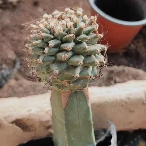 2141赤花娇丽仙人球