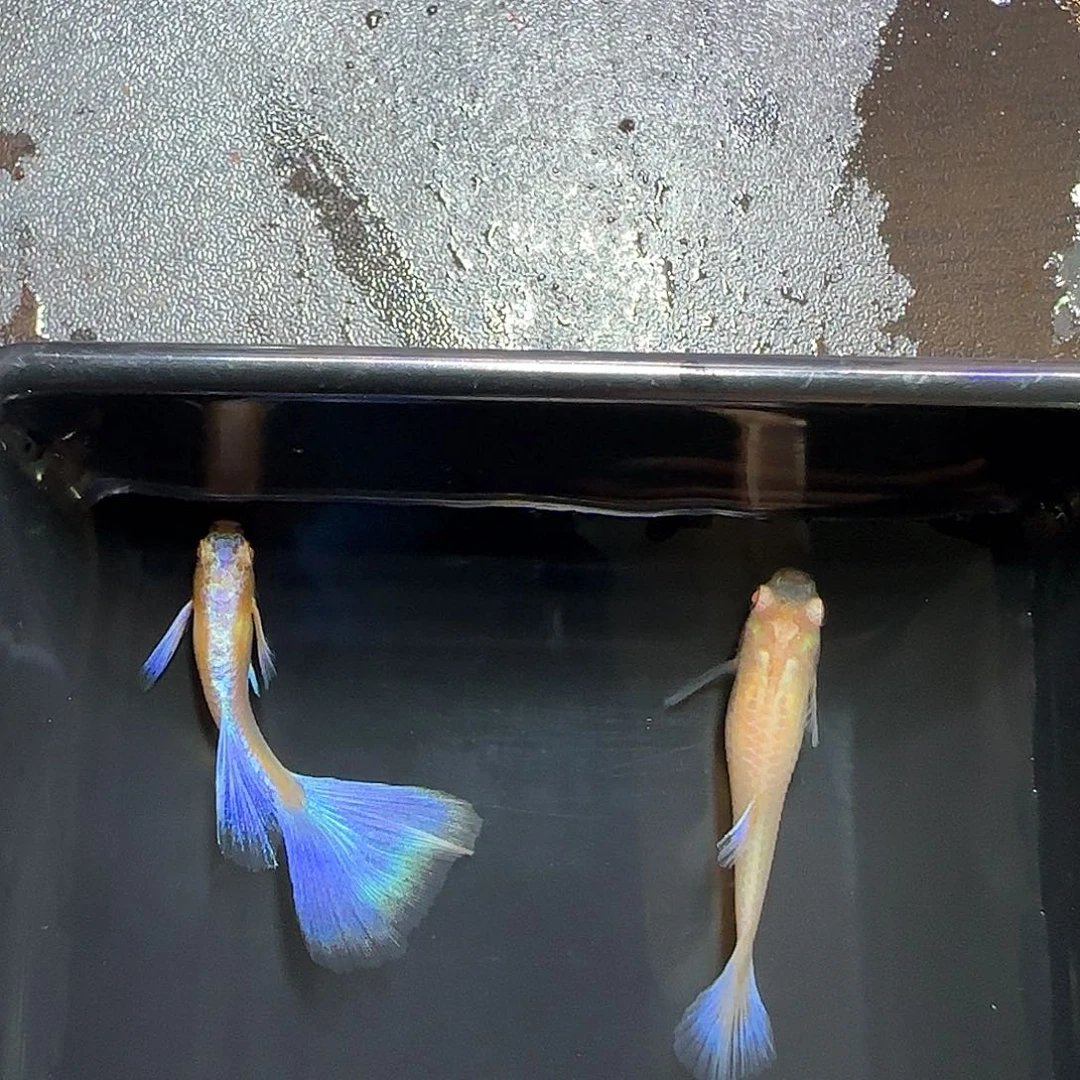 孔雀鱼紫白飞船一对，三个月