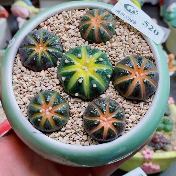 生石花花花花花520