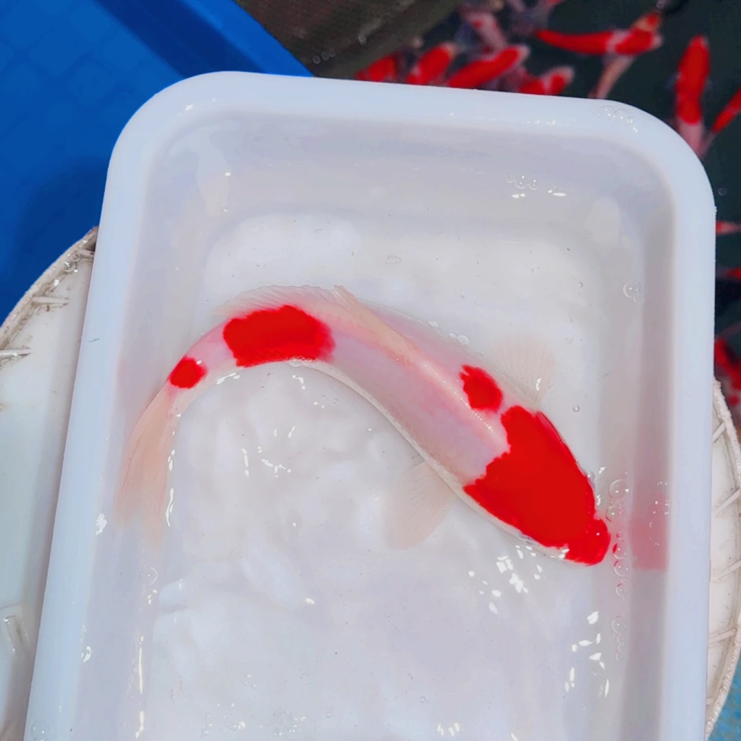 海水鱼锦鲤大放漏666