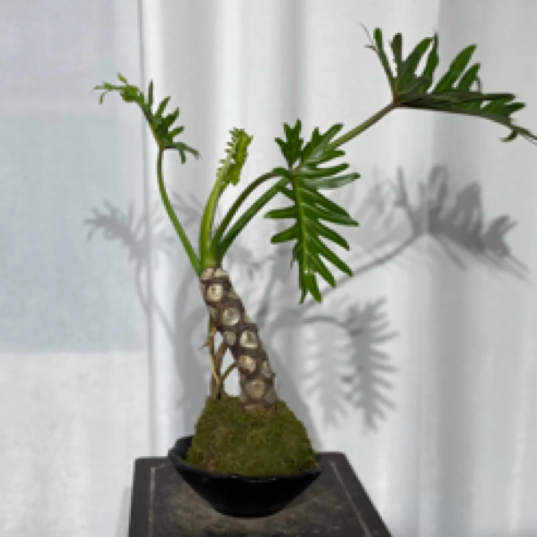 龙鳞春羽小天使多年生老桩室内外耐阴净化空气苔藓球植物