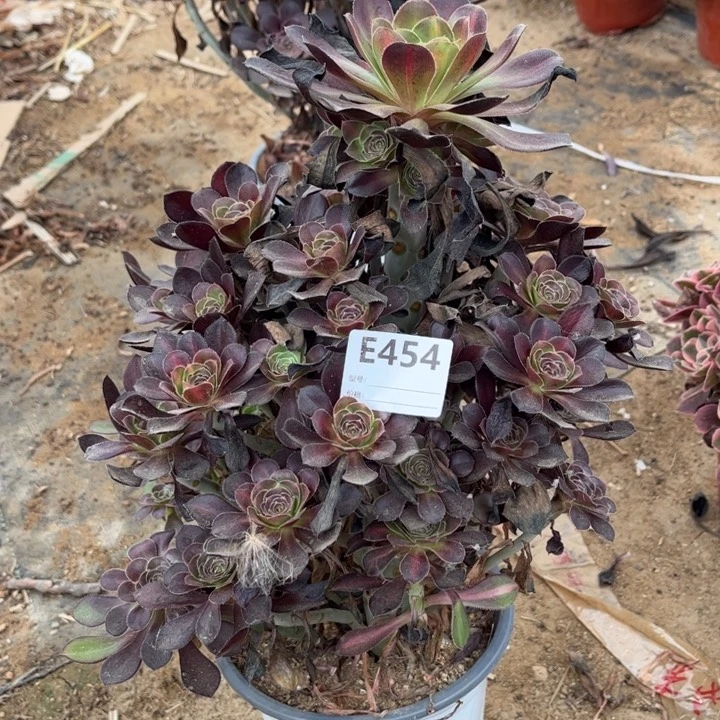 多肉植物晚霞捧花