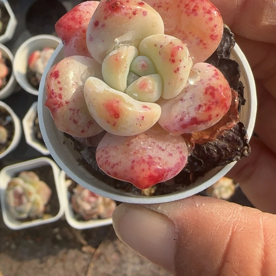 小卡拉米糖心一物一拍