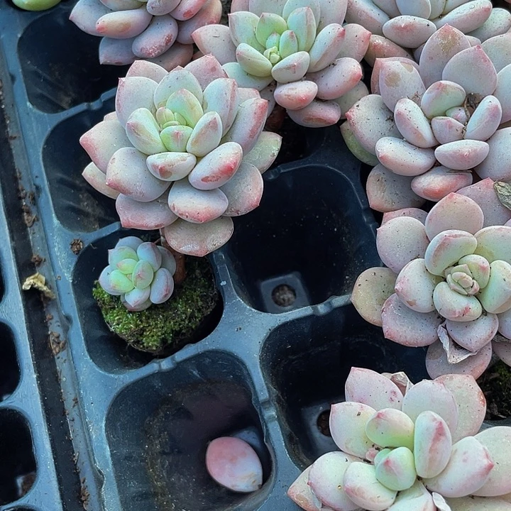 小香水奶酪1.5带土