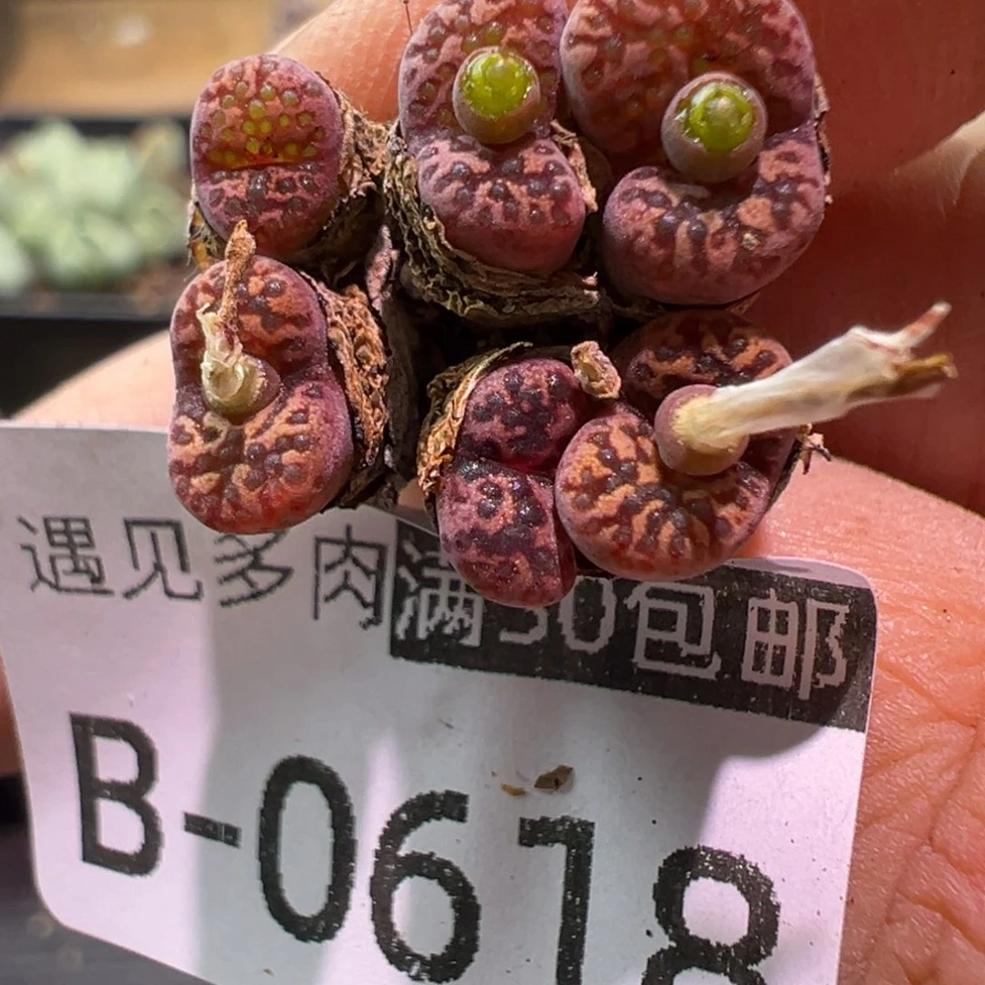 多肉植物1111111111111