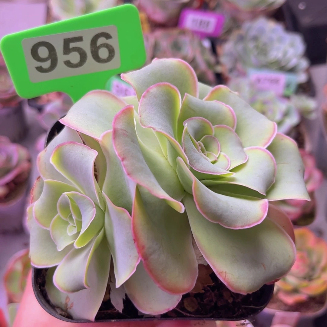 凤玥玫瑰群一物一拍956