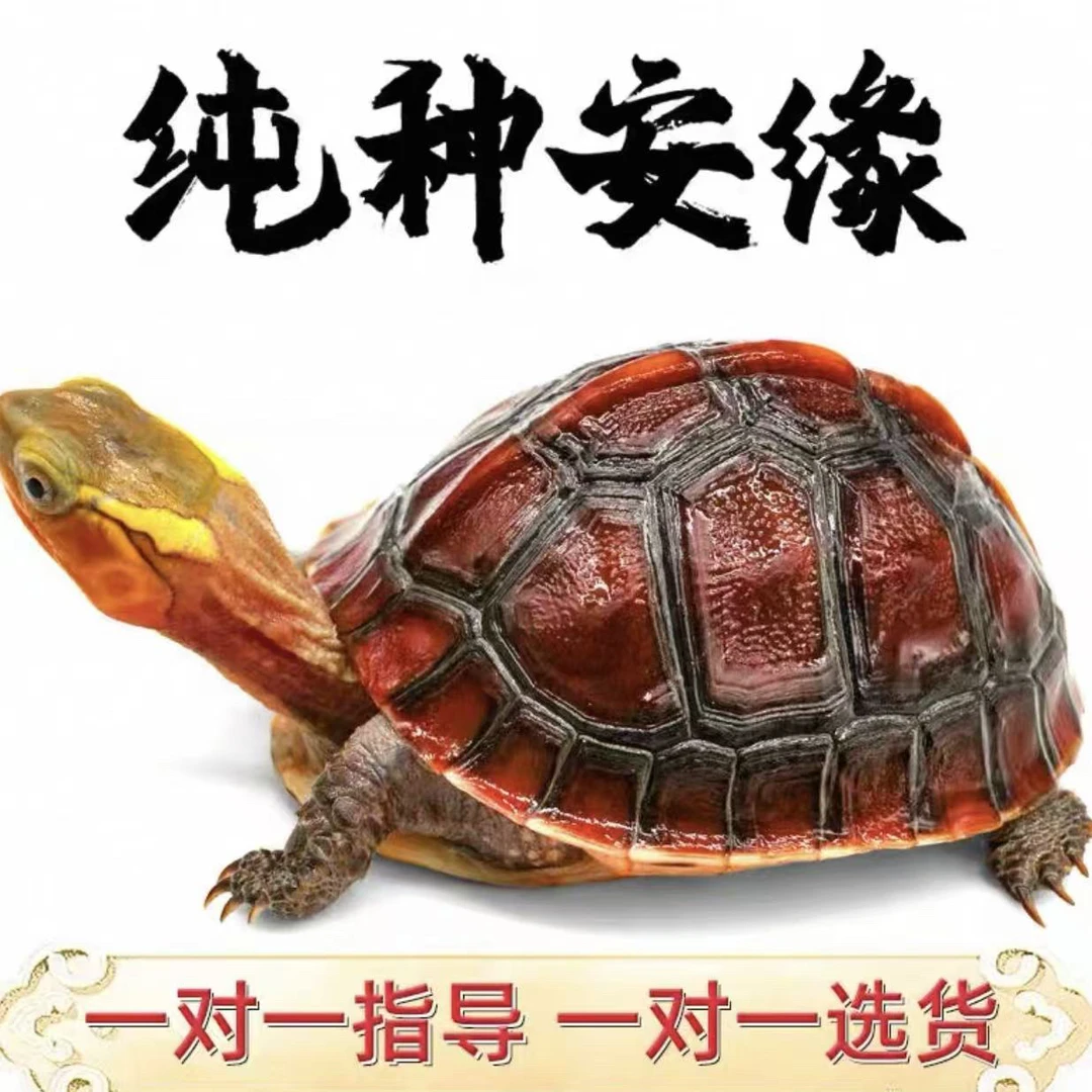 欣欣家黄缘闭壳龟观赏龟半水龟爬行宠物龟安缘龟