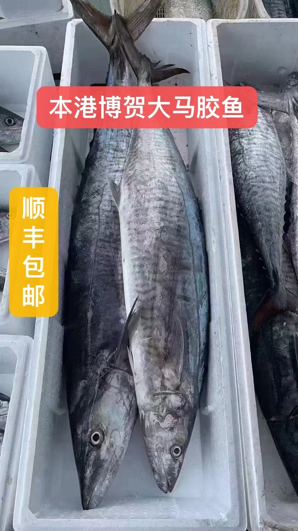 {啊琪专属}整条12斤博贺本港马鲛鱼切片真空包装顺丰包邮到家