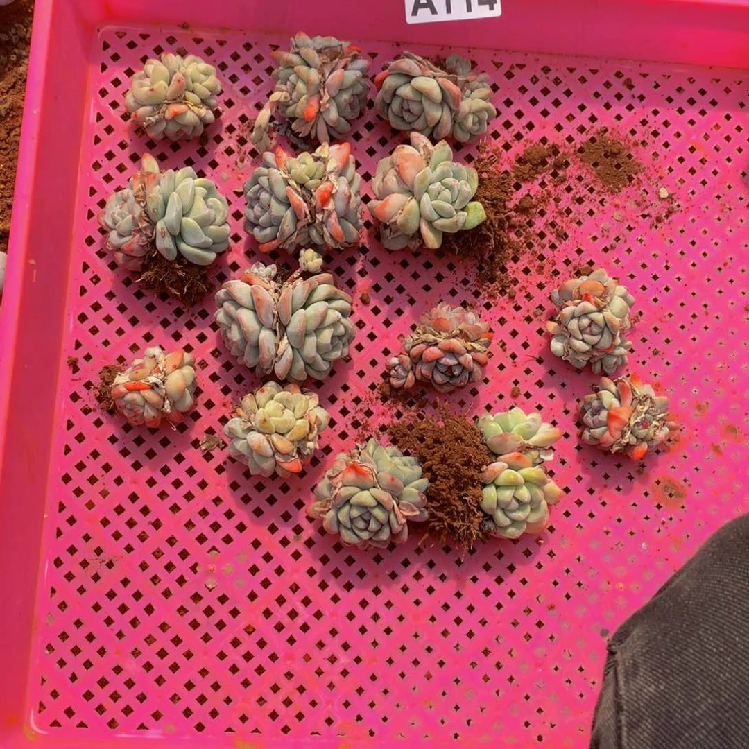 星悦多肉    A114