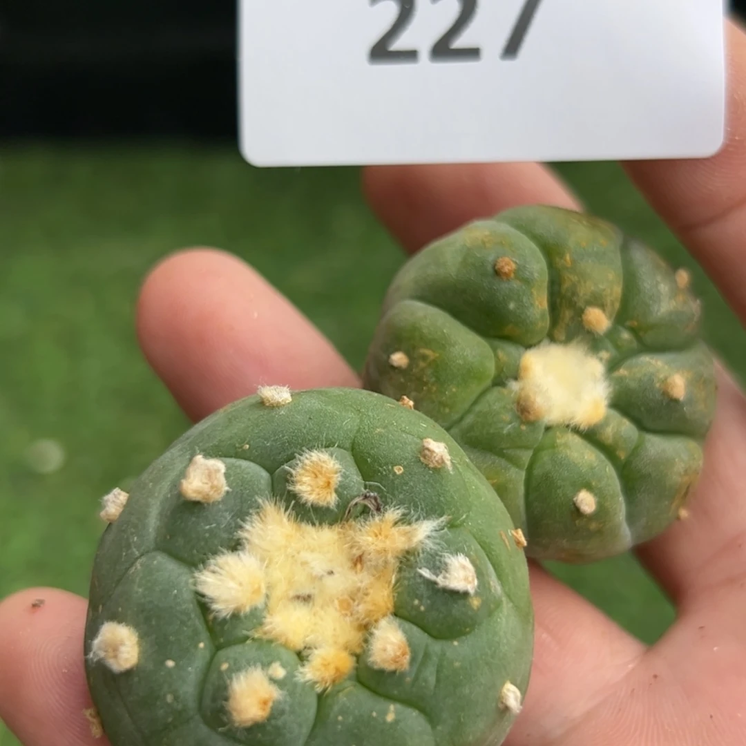 227 有根 仙人球的世界