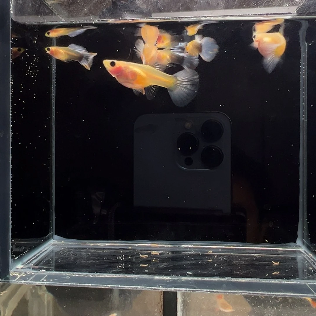 孔雀鱼黄肉蓝礼服玻璃猫3对 1母带胎