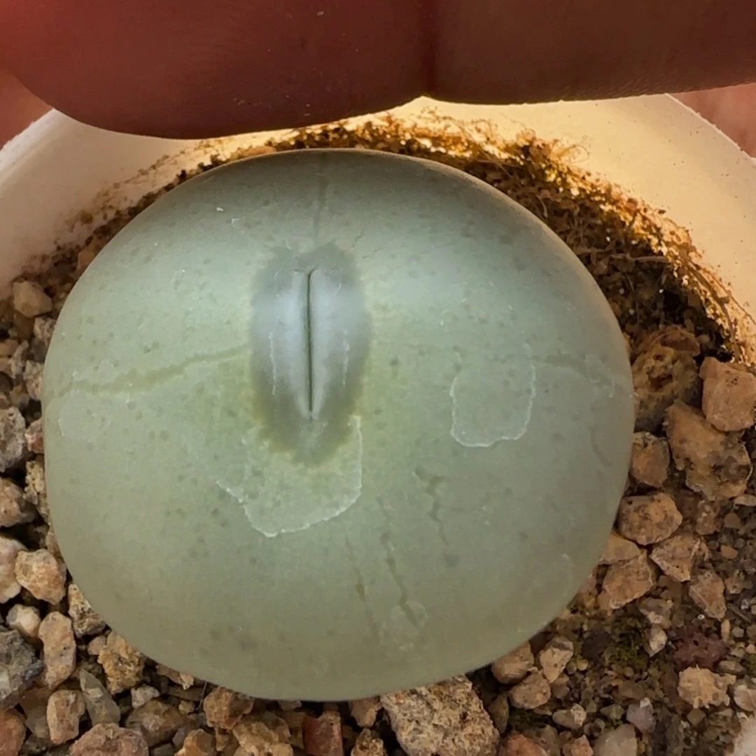 【闪购商品】21758