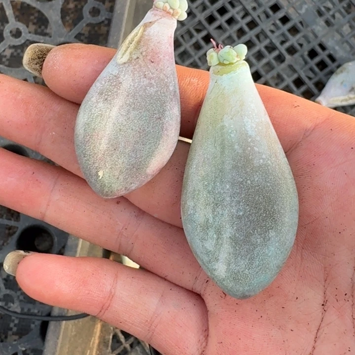 拉丝奶酪一物一拍