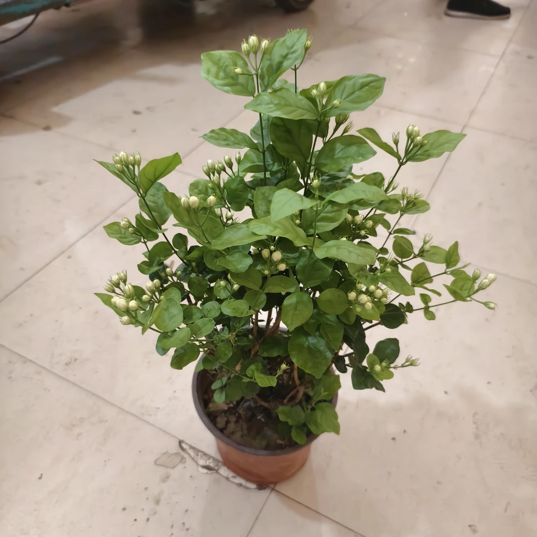 茉莉花盆栽绿植花香四溢刘