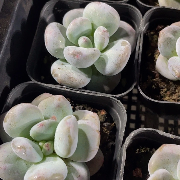 奶豆4.8带盆土发货