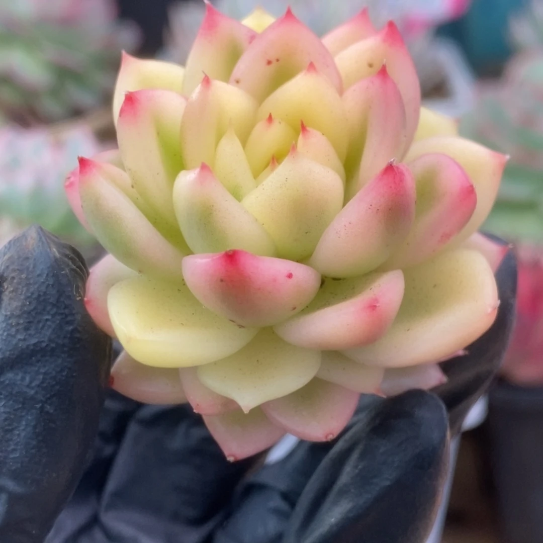 158佛罗瑞安娜锦锦锦锦锦