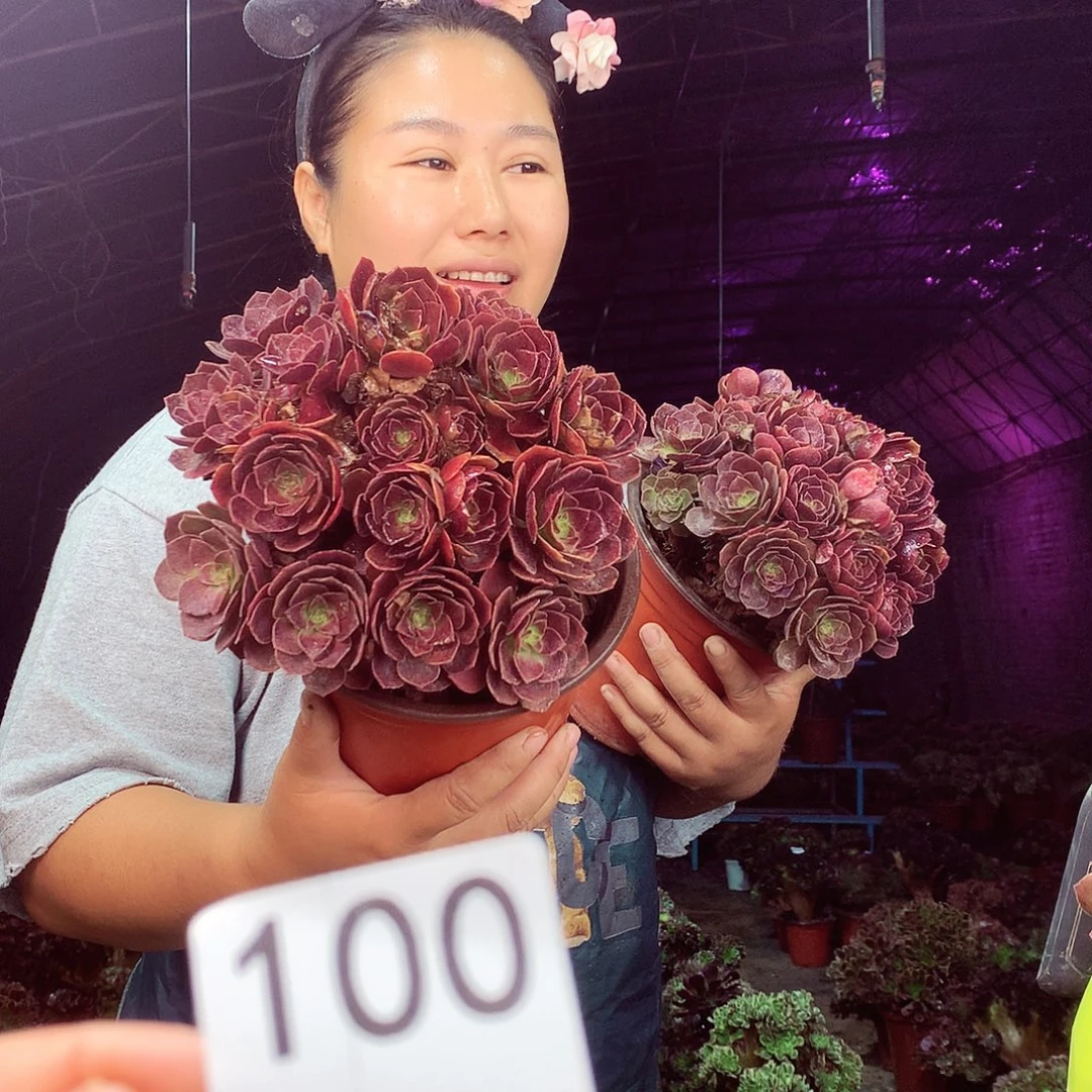 柒柒精品多肉脱土发货不包断侧枝100