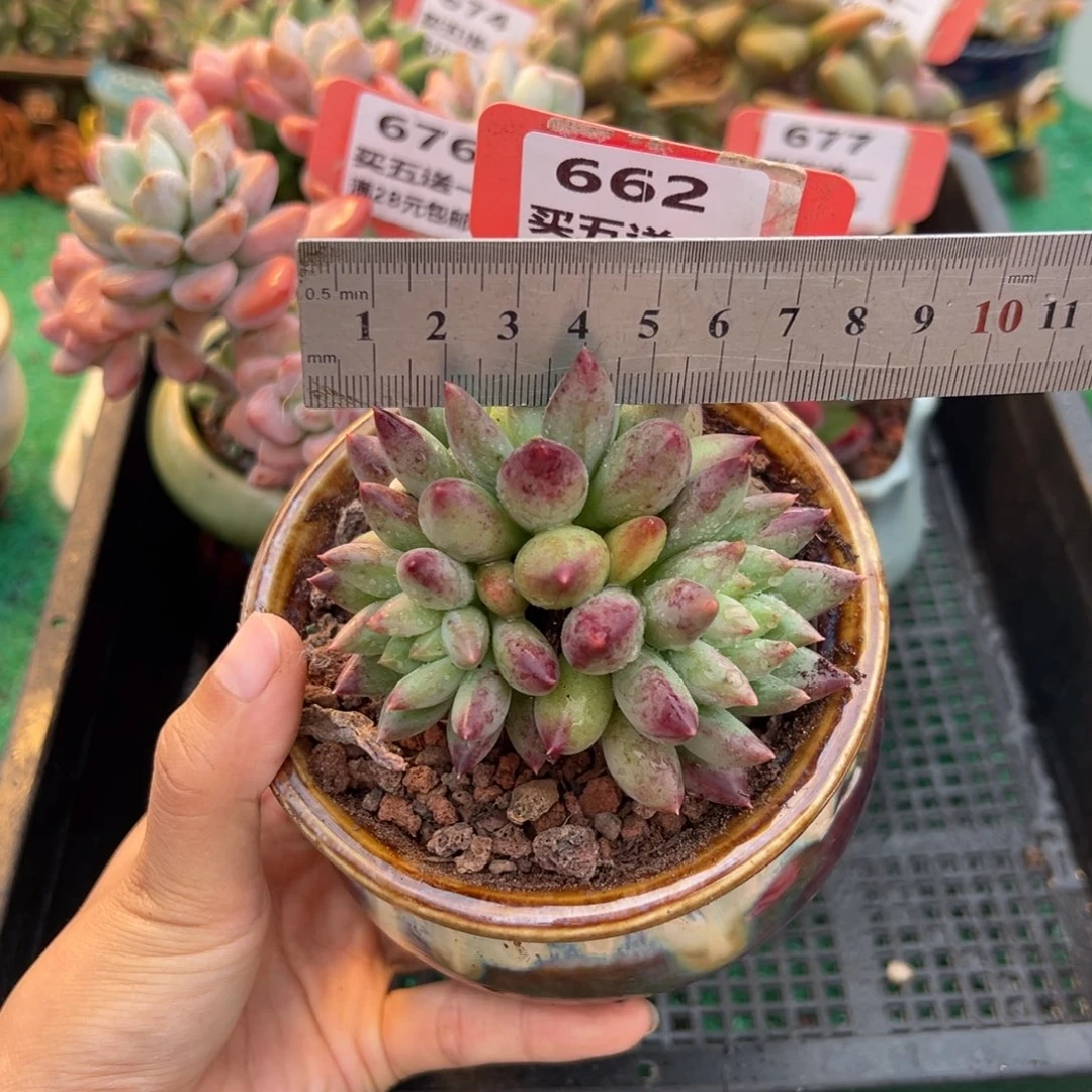 表妹精品多肉植物662.