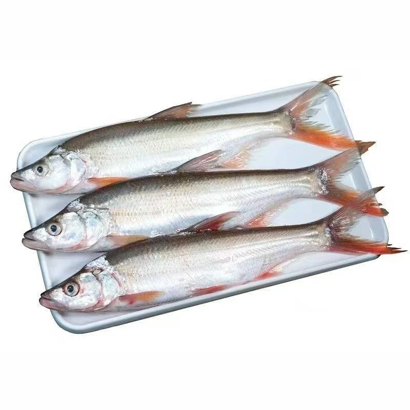 5斤3条白鱼东北冷水大白鱼