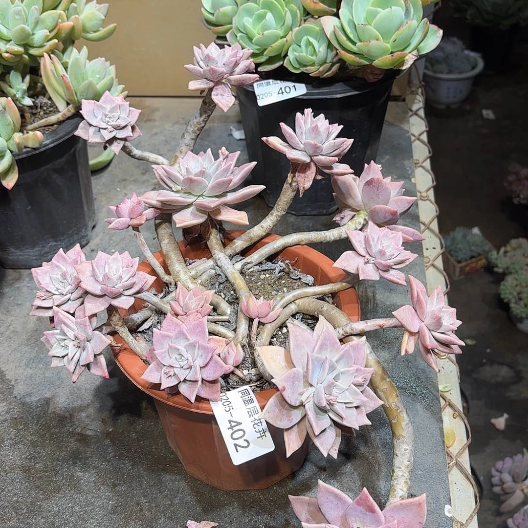 同温层多肉红色黄昏402