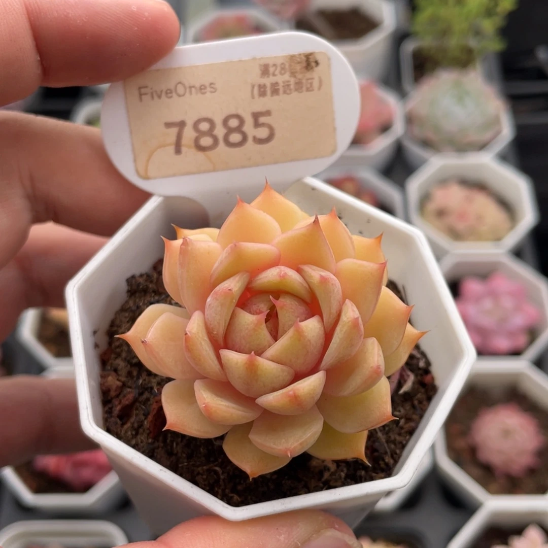 苯巴蒂斯7885-4.5厘米
